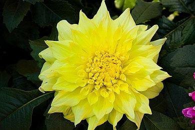 《WWE 2K19》《WWE 2K20》在线服务器将于6月30日关闭